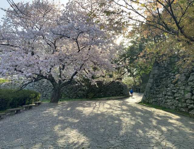 福岡城の花見